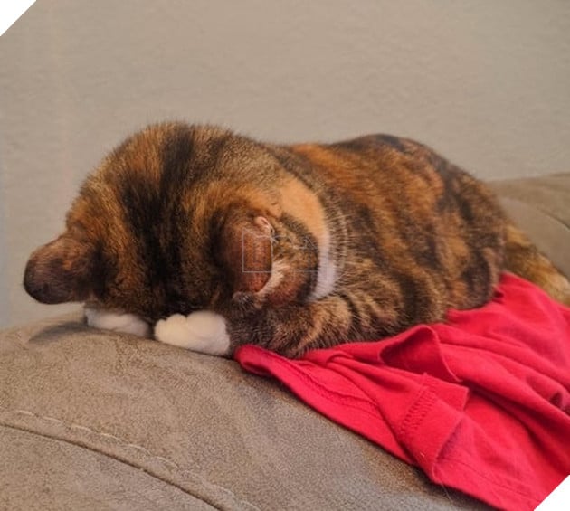 15 hình ảnh bé chó mèo xấu hổ khi bị sen chụp ảnh khiến bạn cảm thấy dễ thương không chịu nỗi 4