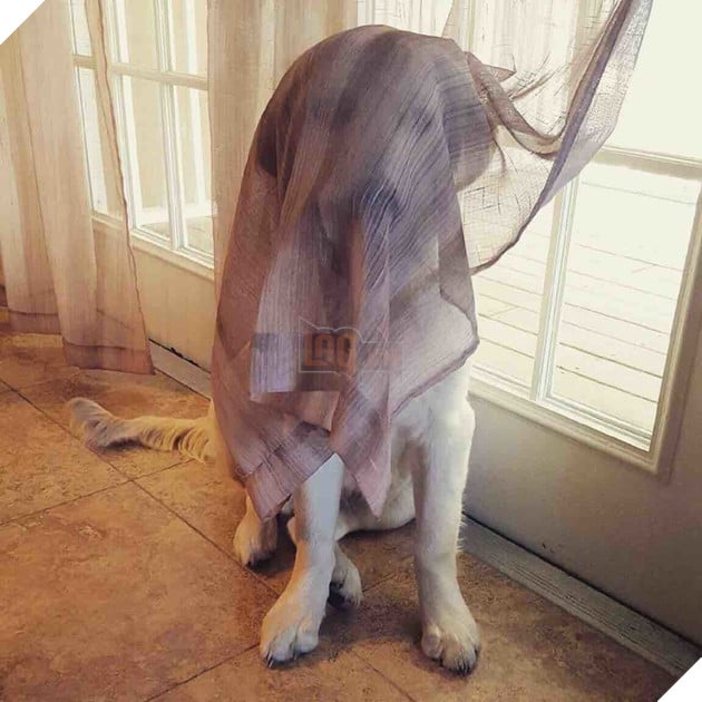 15 hình ảnh bé chó mèo xấu hổ khi bị sen chụp ảnh khiến bạn cảm thấy dễ thương không chịu nỗi 6