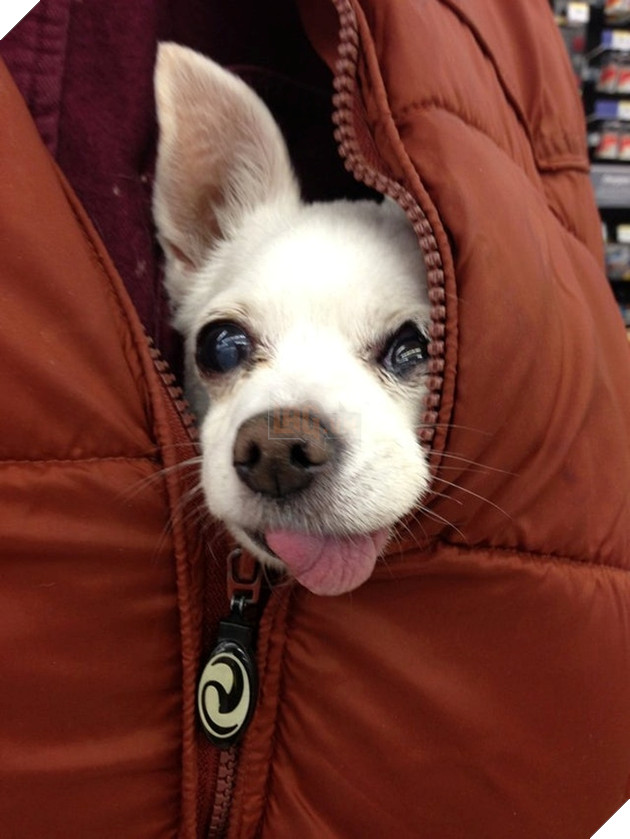 15 hình ảnh bé chó mèo xấu hổ khi bị sen chụp ảnh khiến bạn cảm thấy dễ thương không chịu nỗi 7