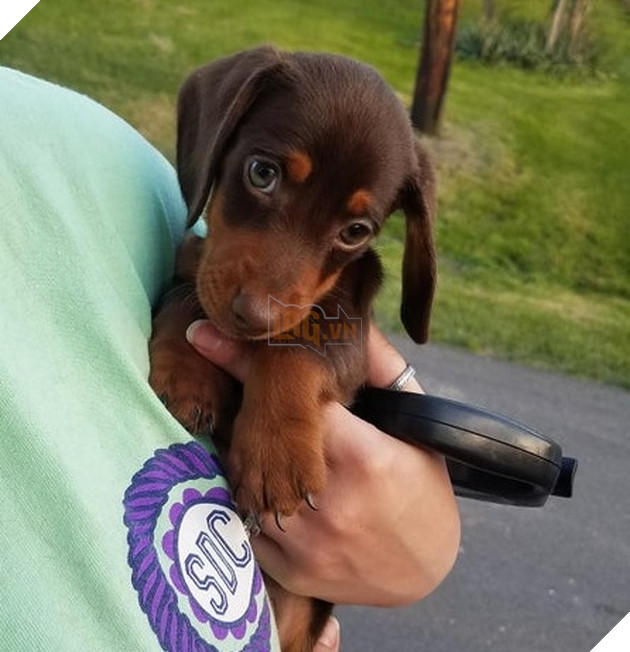 15 hình ảnh bé chó mèo xấu hổ khi bị sen chụp ảnh khiến bạn cảm thấy dễ thương không chịu nỗi 8