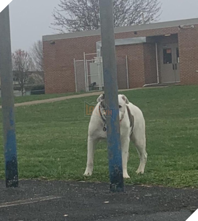 15 hình ảnh bé chó mèo xấu hổ khi bị sen chụp ảnh khiến bạn cảm thấy dễ thương không chịu nỗi 9