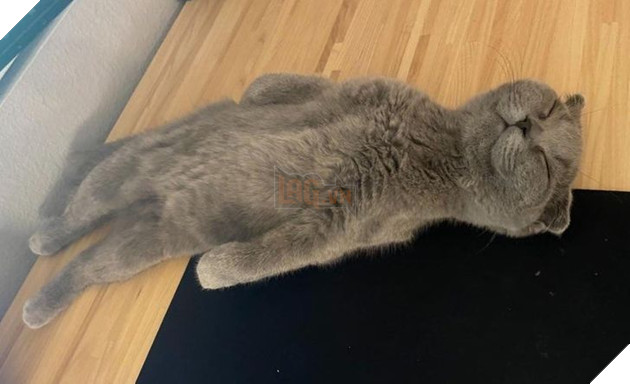  Tổng hợp những hình ảnh thú cưng cư xử vô cùng kỳ là khiến cho các sen phải bật cười 11