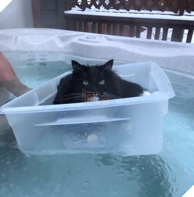  Tổng hợp những hình ảnh thú cưng cư xử vô cùng kỳ là khiến cho các sen phải bật cười 12