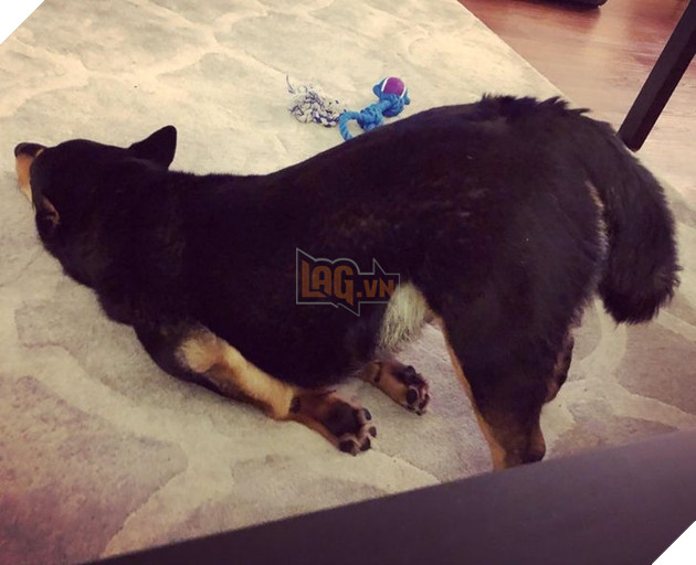  Tổng hợp những hình ảnh thú cưng cư xử vô cùng kỳ là khiến cho các sen phải bật cười 13