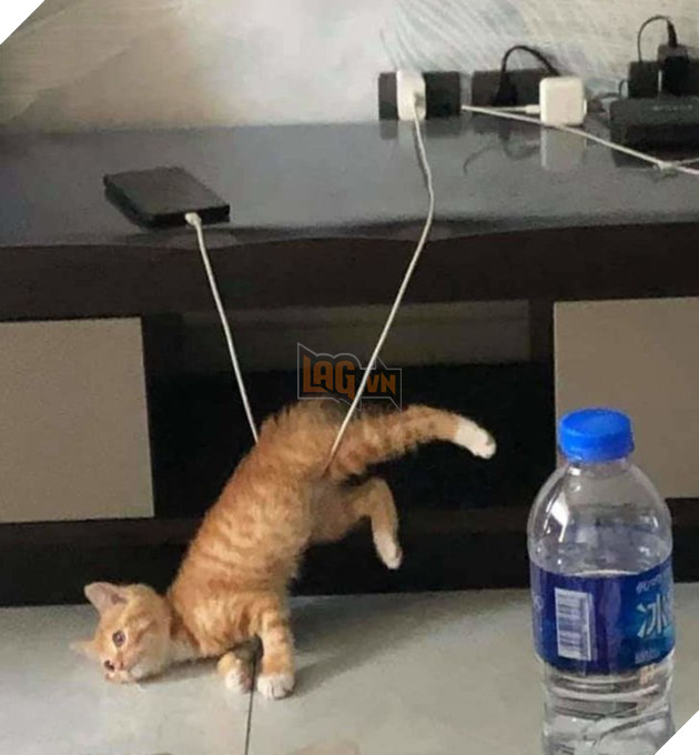  Tổng hợp những hình ảnh thú cưng cư xử vô cùng kỳ là khiến cho các sen phải bật cười 14