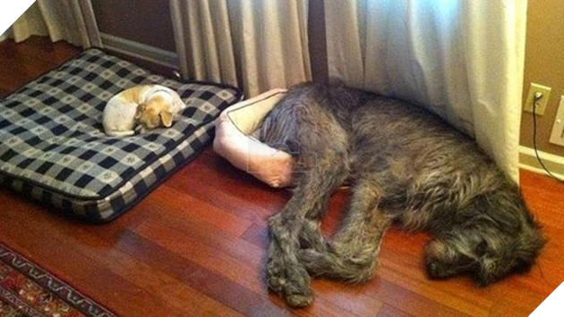  Tổng hợp những hình ảnh thú cưng cư xử vô cùng kỳ là khiến cho các sen phải bật cười 16