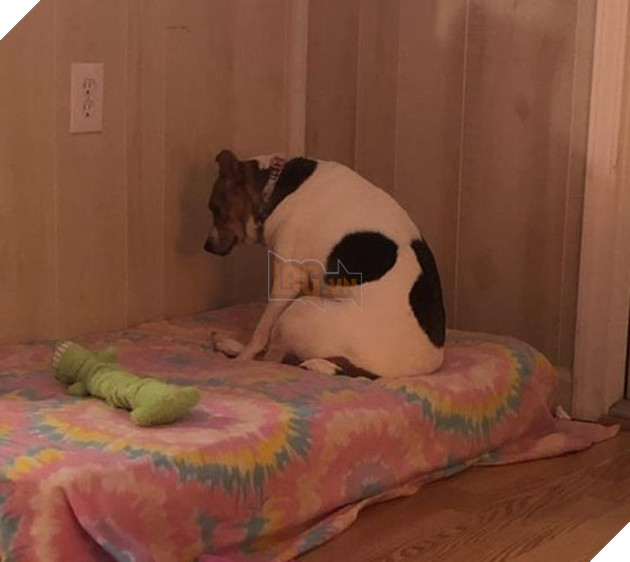  Tổng hợp những hình ảnh thú cưng cư xử vô cùng kỳ là khiến cho các sen phải bật cười 18