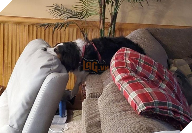  Tổng hợp những hình ảnh thú cưng cư xử vô cùng kỳ là khiến cho các sen phải bật cười 19