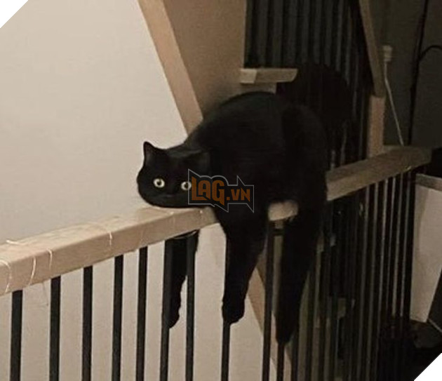  Tổng hợp những hình ảnh thú cưng cư xử vô cùng kỳ là khiến cho các sen phải bật cười