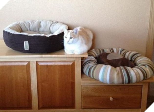  Tổng hợp những hình ảnh thú cưng cư xử vô cùng kỳ là khiến cho các sen phải bật cười 15