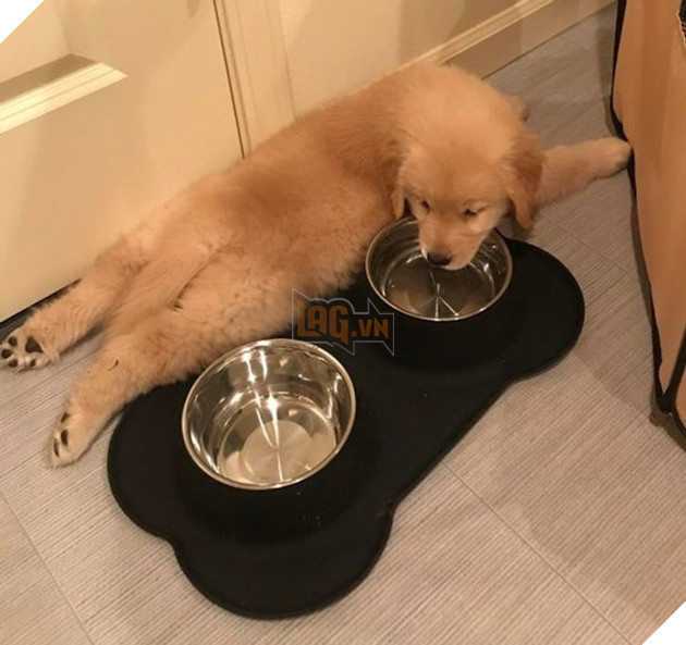  Tổng hợp những hình ảnh thú cưng cư xử vô cùng kỳ là khiến cho các sen phải bật cười 2