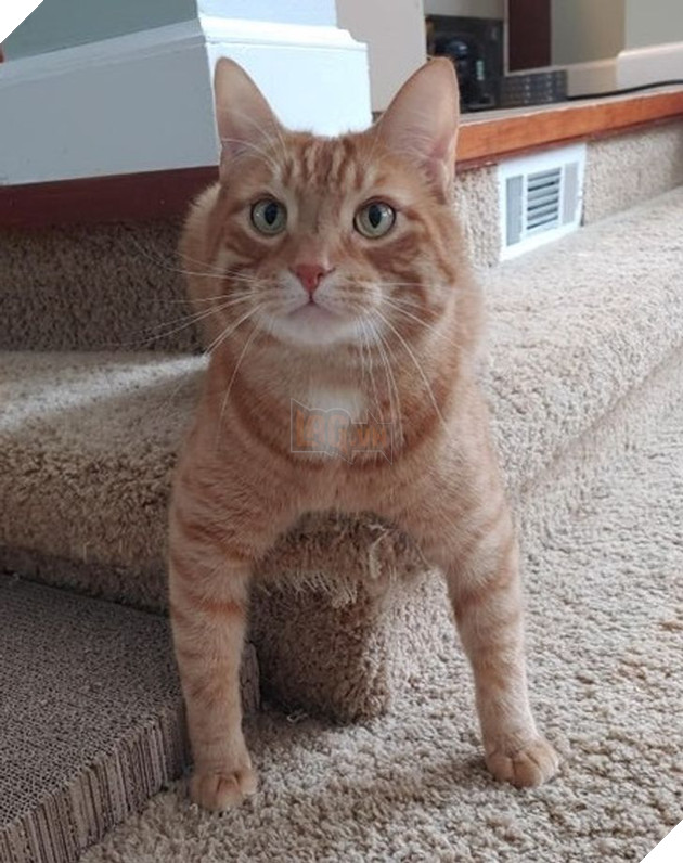  Tổng hợp những hình ảnh thú cưng cư xử vô cùng kỳ là khiến cho các sen phải bật cười 3