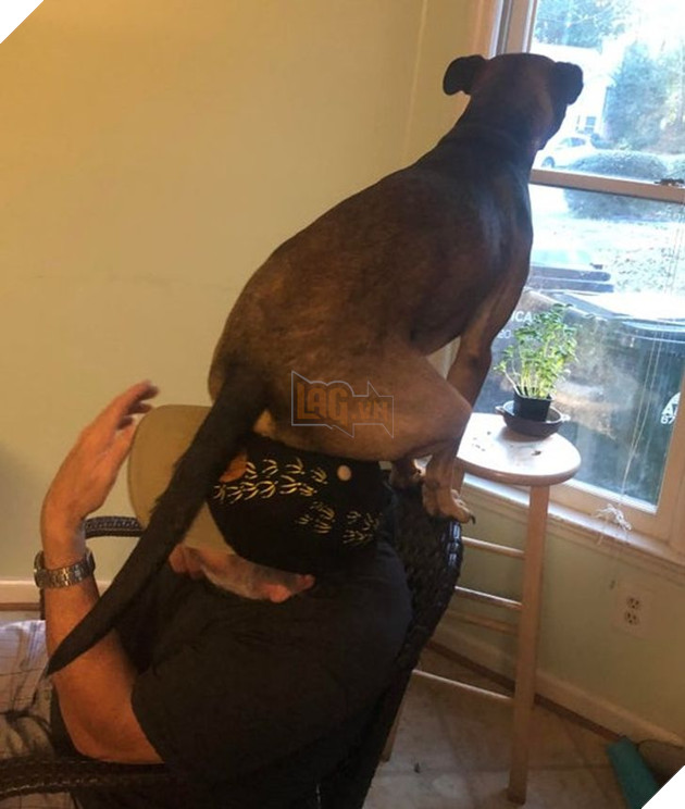  Tổng hợp những hình ảnh thú cưng cư xử vô cùng kỳ là khiến cho các sen phải bật cười 4