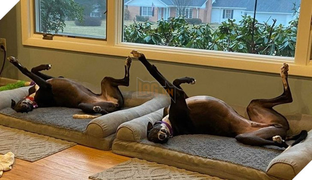  Tổng hợp những hình ảnh thú cưng cư xử vô cùng kỳ là khiến cho các sen phải bật cười 7