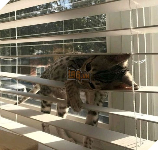  Tổng hợp những hình ảnh thú cưng cư xử vô cùng kỳ là khiến cho các sen phải bật cười 8