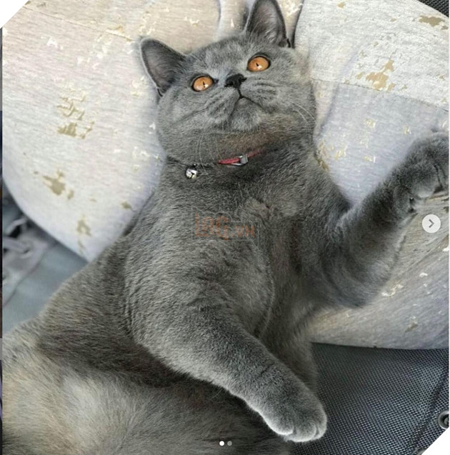 CHÚ MÈO PONZU NỔI TIẾNG TRÊN INSTAGRAM QUA ĐỜI SAU 1 VỤ ẨU ĐẢ