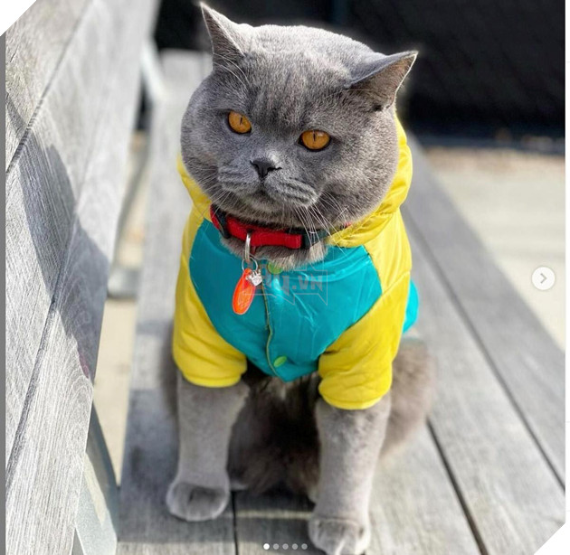 CHÚ MÈO PONZU NỔI TIẾNG TRÊN INSTAGRAM QUA ĐỜI SAU 1 VỤ ẨU ĐẢ 4