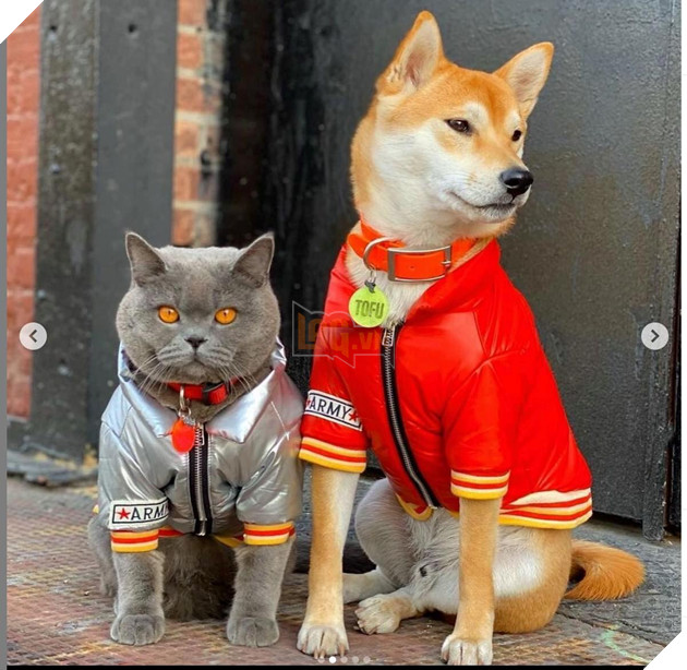 CHÚ MÈO PONZU NỔI TIẾNG TRÊN INSTAGRAM QUA ĐỜI SAU 1 VỤ ẨU ĐẢ 3