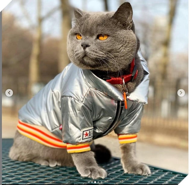 CHÚ MÈO PONZU NỔI TIẾNG TRÊN INSTAGRAM QUA ĐỜI SAU 1 VỤ ẨU ĐẢ 2