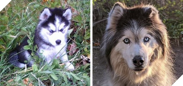 Hình ảnh khi thú cưng còn thơ bé và sau khi đã lớn khiến cho bạn phải bật cười thích thú  13