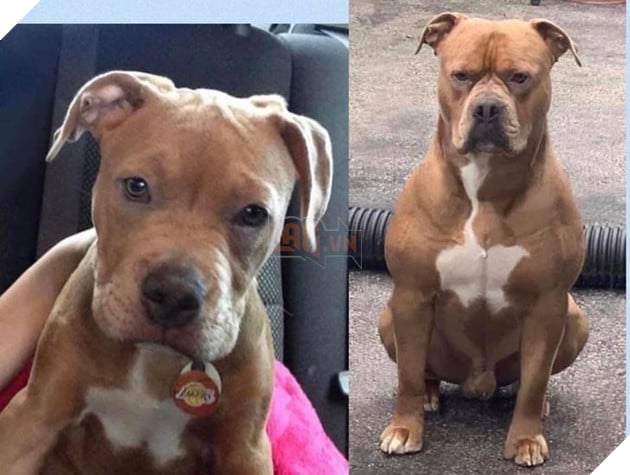 Hình ảnh khi thú cưng còn thơ bé và sau khi đã lớn khiến cho bạn phải bật cười thích thú  14