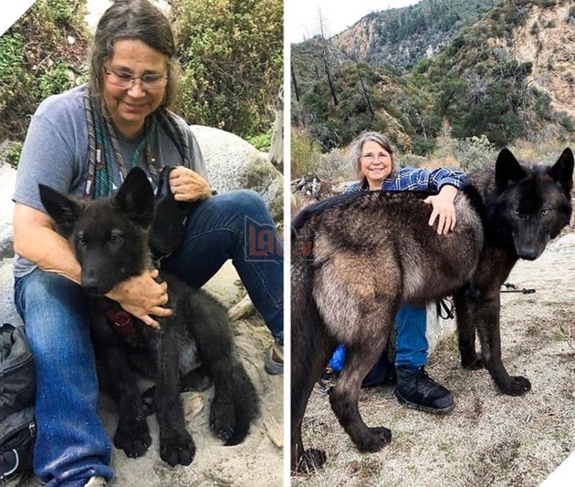 Hình ảnh khi thú cưng còn thơ bé và sau khi đã lớn khiến cho bạn phải bật cười thích thú 