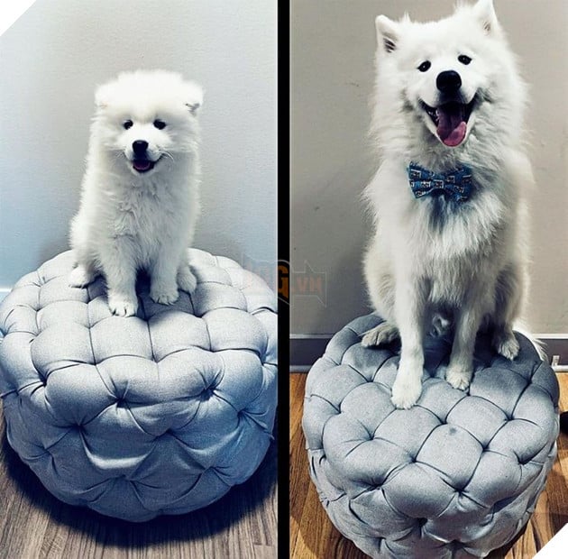 Hình ảnh khi thú cưng còn thơ bé và sau khi đã lớn khiến cho bạn phải bật cười thích thú  7