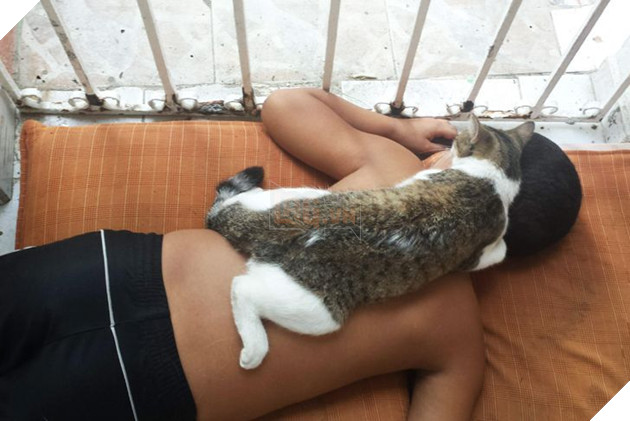 19 tấm hình thú cưng và con người ôm nhau ngủ khiến bạn cảm thấy cuộc đời thật đáng yêu 15