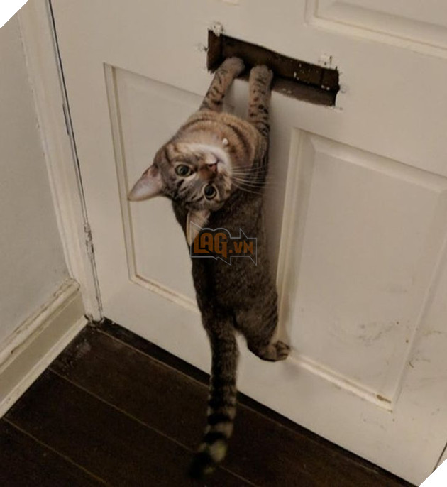 Tổng hợp những hình ảnh chứng tỏ mèo là 1 lũ kỳ quặc thích làm trò kỳ là khiến bạn bật cười 10