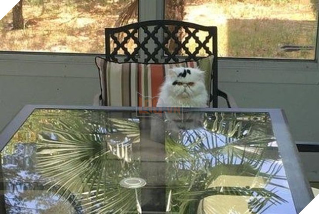 Tổng hợp những hình ảnh chứng tỏ mèo là 1 lũ kỳ quặc thích làm trò kỳ là khiến bạn bật cười 11