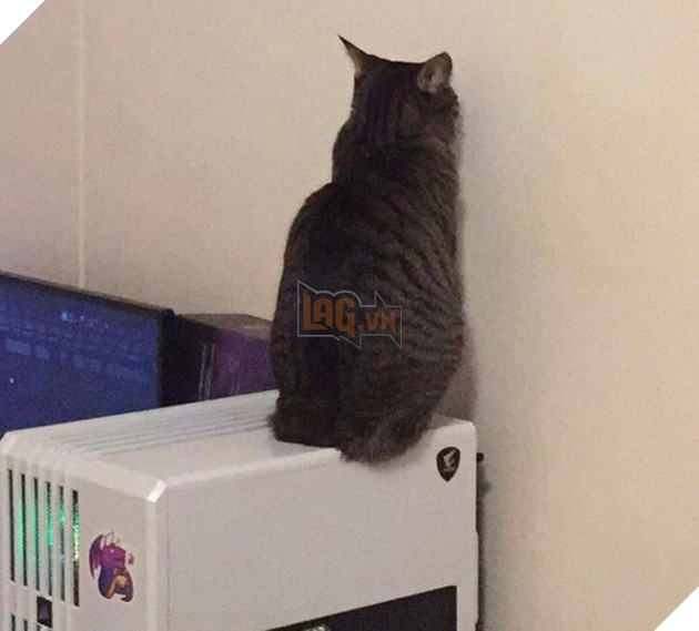 Tổng hợp những hình ảnh chứng tỏ mèo là 1 lũ kỳ quặc thích làm trò kỳ là khiến bạn bật cười 12