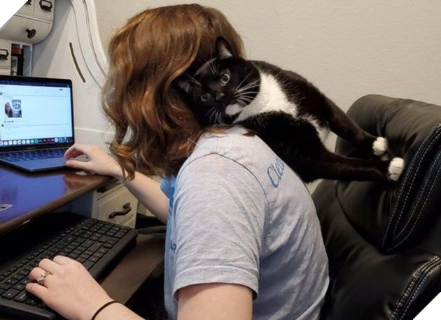 Tổng hợp những hình ảnh chứng tỏ mèo là 1 lũ kỳ quặc thích làm trò kỳ là khiến bạn bật cười 13