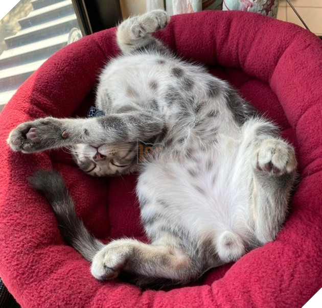 Tổng hợp những hình ảnh chứng tỏ mèo là 1 lũ kỳ quặc thích làm trò kỳ là khiến bạn bật cười 14