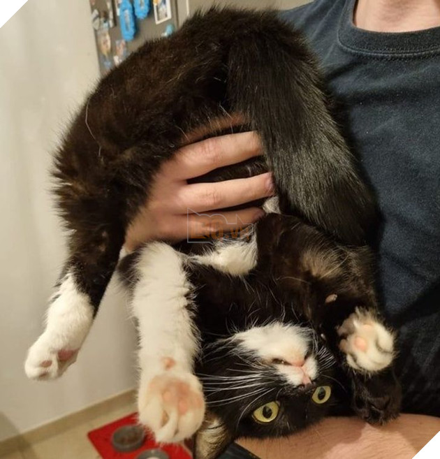 Tổng hợp những hình ảnh chứng tỏ mèo là 1 lũ kỳ quặc thích làm trò kỳ là khiến bạn bật cười 16