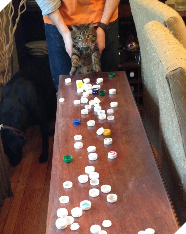 Tổng hợp những hình ảnh chứng tỏ mèo là 1 lũ kỳ quặc thích làm trò kỳ là khiến bạn bật cười 17