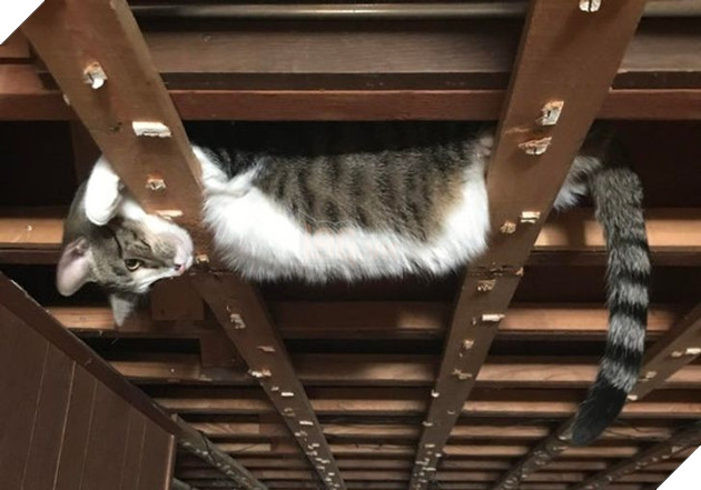 Tổng hợp những hình ảnh chứng tỏ mèo là 1 lũ kỳ quặc thích làm trò kỳ là khiến bạn bật cười