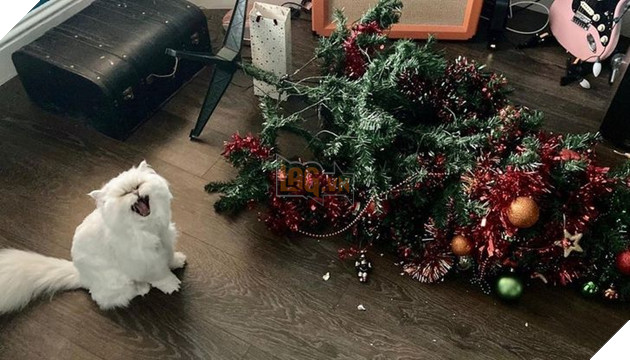 Tổng hợp những hình ảnh chứng tỏ mèo là 1 lũ kỳ quặc thích làm trò kỳ là khiến bạn bật cười 2