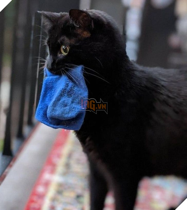 Tổng hợp những hình ảnh chứng tỏ mèo là 1 lũ kỳ quặc thích làm trò kỳ là khiến bạn bật cười 4