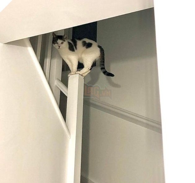 Tổng hợp những hình ảnh chứng tỏ mèo là 1 lũ kỳ quặc thích làm trò kỳ là khiến bạn bật cười 5