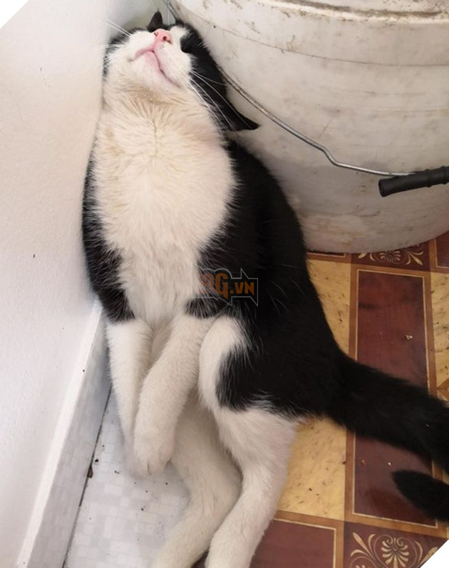 Tổng hợp những hình ảnh chứng tỏ mèo là 1 lũ kỳ quặc thích làm trò kỳ là khiến bạn bật cười 7