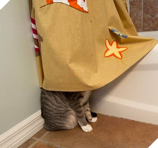 Tổng hợp những hình ảnh chứng tỏ mèo là 1 lũ kỳ quặc thích làm trò kỳ là khiến bạn bật cười 9