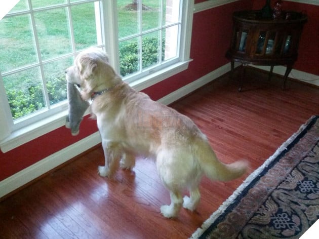 Tổng hợp hình các bé chó mèo dễ thương ngóng chờ sen khiến bạn thấy an lòng