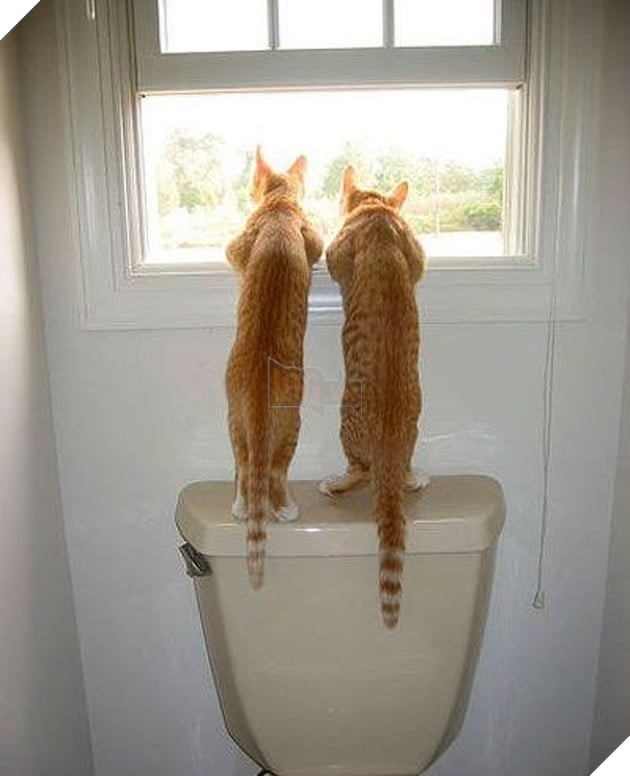 Tổng hợp hình các bé chó mèo dễ thương ngóng chờ sen khiến bạn thấy an lòng 10