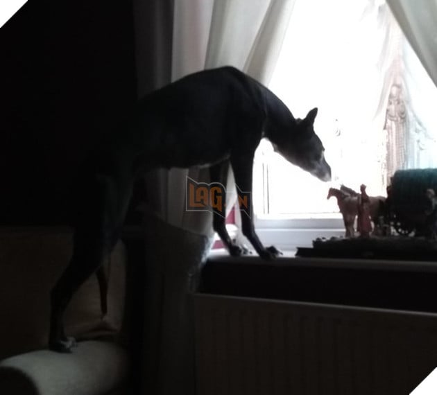 Tổng hợp hình các bé chó mèo dễ thương ngóng chờ sen khiến bạn thấy an lòng 11