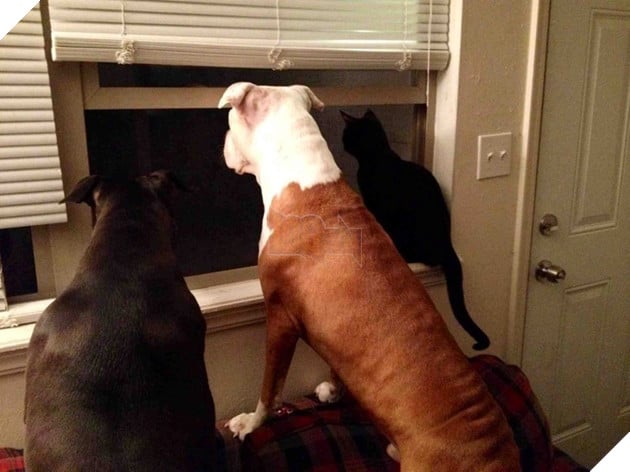 Tổng hợp hình các bé chó mèo dễ thương ngóng chờ sen khiến bạn thấy an lòng 13