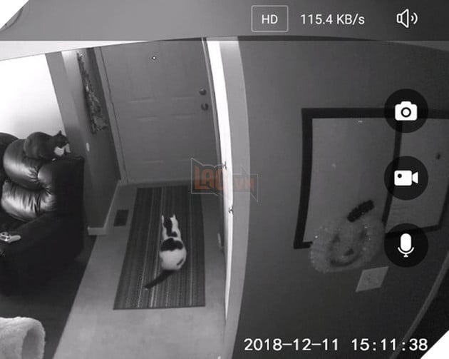 Tổng hợp hình các bé chó mèo dễ thương ngóng chờ sen khiến bạn thấy an lòng 14