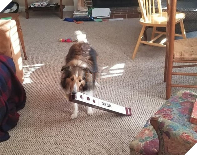 Tổng hợp hình các bé chó mèo dễ thương ngóng chờ sen khiến bạn thấy an lòng 15