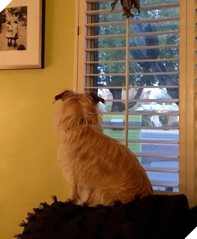 Tổng hợp hình các bé chó mèo dễ thương ngóng chờ sen khiến bạn thấy an lòng 17