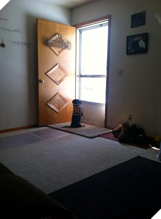 Tổng hợp hình các bé chó mèo dễ thương ngóng chờ sen khiến bạn thấy an lòng 19