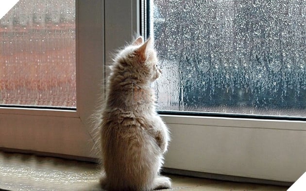 Tổng hợp hình các bé chó mèo dễ thương ngóng chờ sen khiến bạn thấy an lòng 2